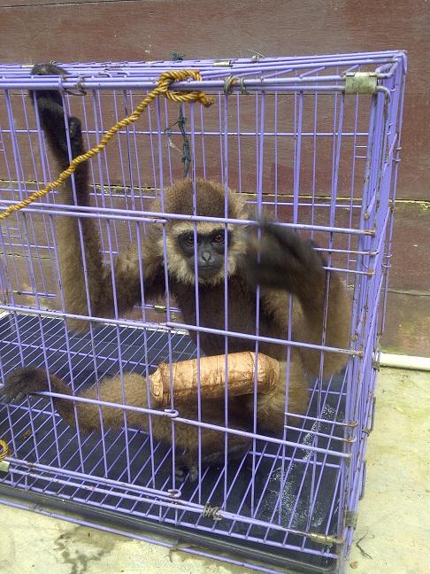 Very busy week at Kalaweit ! Have a look chaneekalaweit.blogspot.com