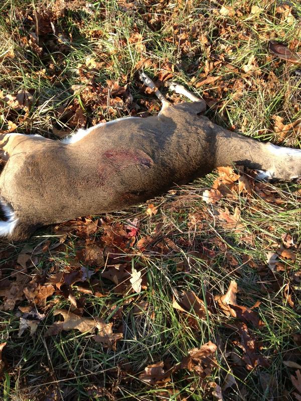 WienekeJacob's tweet image. #mydoe