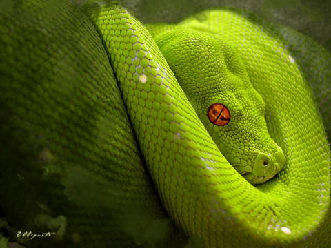 gopalamb tweet picture