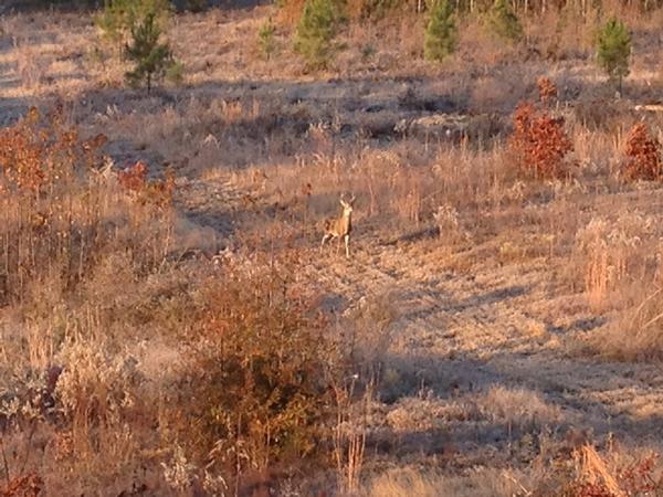 jayaflac_jay's tweet photo. Nice eight pointer, lots of activity this morning http://t.co/svTwuV6T