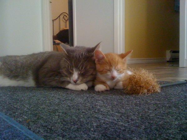 zilladrum's tweet photo. @theCHIVE it's #catsaturday http://t.co/UAcU5lzm