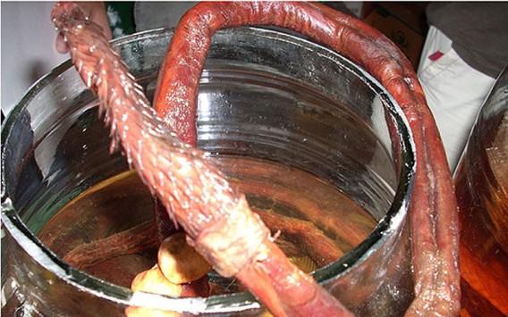 山草遊 ヤマクサユウ 中国で食用されてる虎の陰茎 ネコ科の動物のちんこには刺が生えているとは知っていたけどまさかこれほどとは ﾟdﾟ Http T Co 7qobbldv