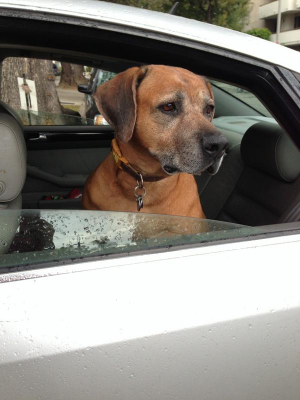 DigitalLA's tweet image. Achilles is psyched for LA&apos;s first #PetHack Pet Hackathon today @AmplifyLA. He wants a squirrel geolocating app!