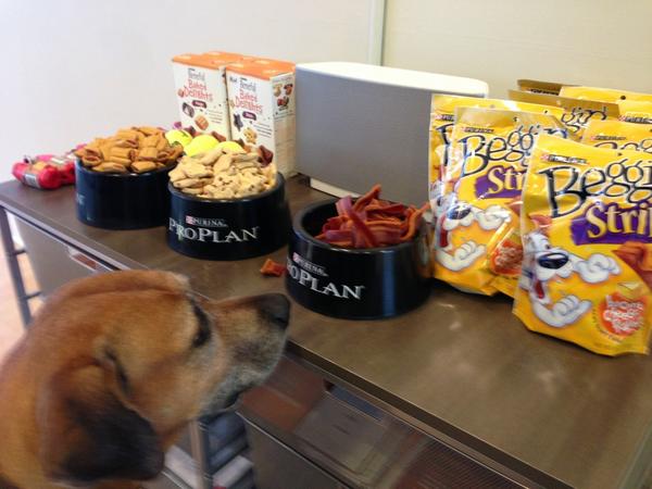DigitalLA's tweet image. Pets welcome at #PetHack! Achilles likes the free treats!