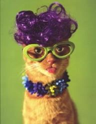 LuxuryEyesight's tweet image. Happy Saturday to you all! #catinglasses