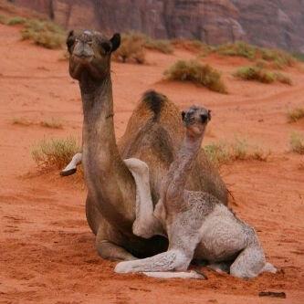 rt_mgnas's tweet photo. السلام عليكم

صبحكم الله بالخير http://t.co/VYiVJBdp