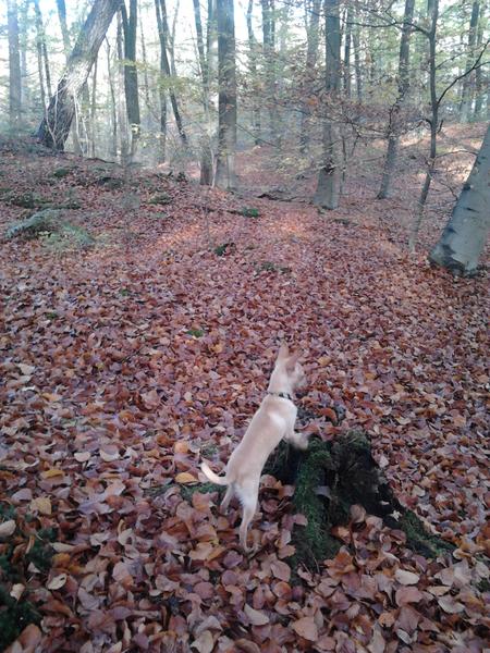 Prachtige herfst is t toch! Ik dol zooo graag door die blaadjes!
