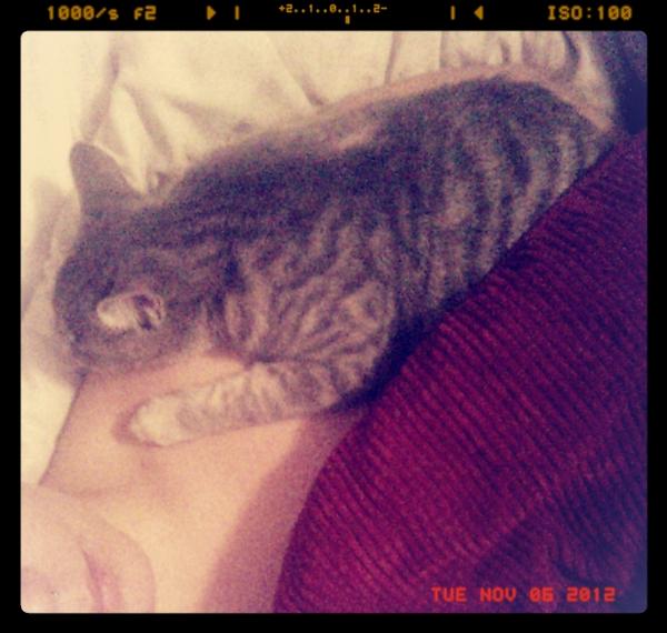 TaylorBlight's tweet image. My poor sick baby girl.. #catcold