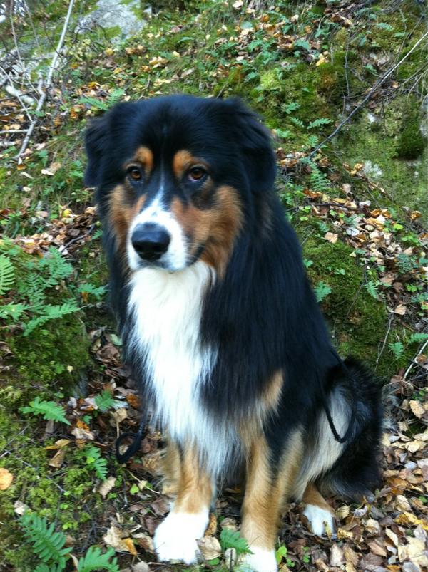 Spetz73's tweet image. Härlig promenad med bästa vovven;-)