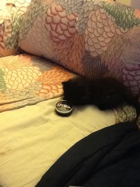 thepurr_monstr's tweet image. @grizzlythekitty so how do you use one of these anyway? #chewproblems