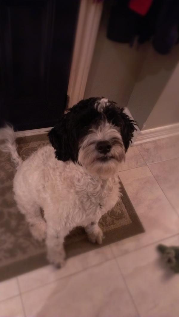 AndrewCarrLocke's tweet photo. #dogdad 
The nightly exercise to see if I can get my 2yr old PWD to actually let relax this evening. Wish me luck. http://t.co/8dEStBxT