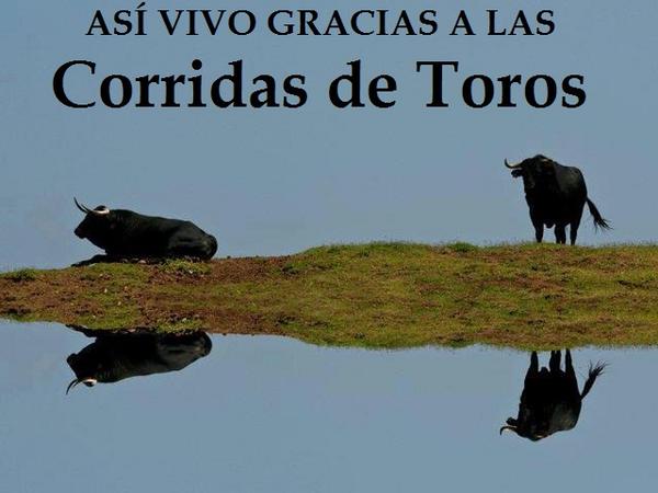 EcoTauromaquia's tweet photo. Asi vive el toro bravo gracias a las Corridas de Toros .#TrabajosSoñados http://t.co/1txBKtBa