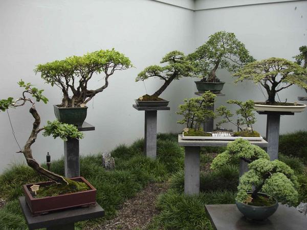 bonsai