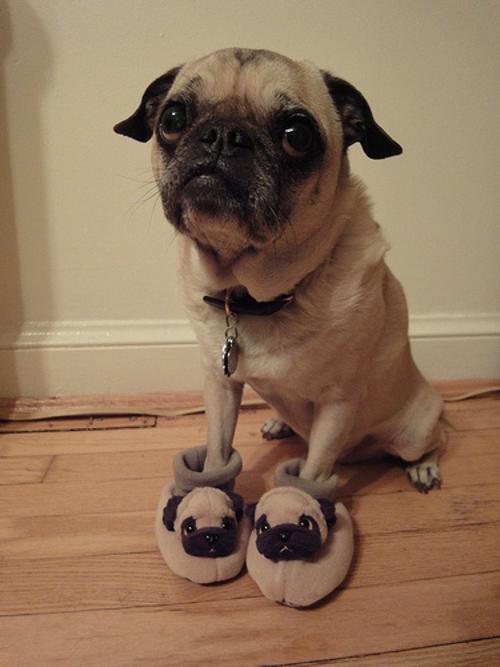 pug slippers