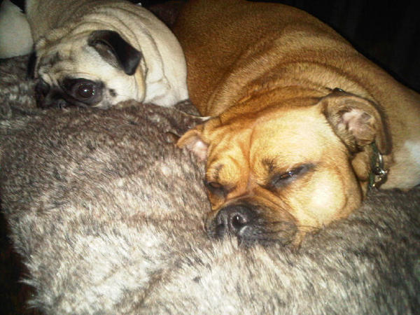 IzzyRocky's tweet photo. Only been back from @BrinsopCourt 2 days and wish I was back in Ivy Cottage! #notlovingwork. Pooches still knackered. http://t.co/qlcsb5zY