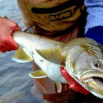 Photo by Adipose Fly Fishing (@AdiposeFly)