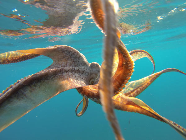 GoPro's tweet photo. Photo of the Day! Nature is amazing. Beautiful octopus shot by GoPro athlete @healeysurf. #GoPro #POD http://t.co/D6S5HD7s