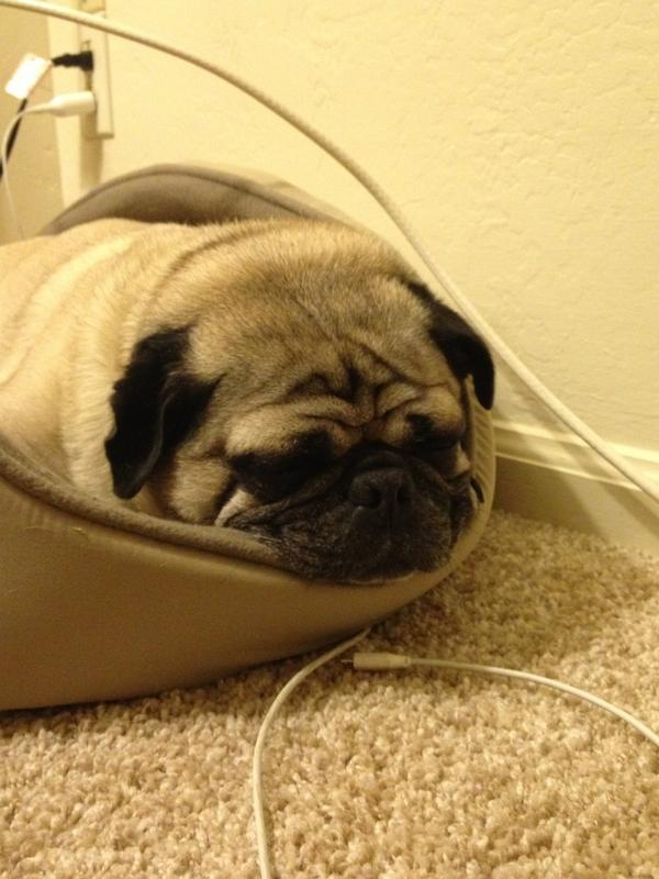 SamSykesSwears's tweet photo. When you dream of the pug, the pug dreams of you. http://t.co/Vbr72tPe