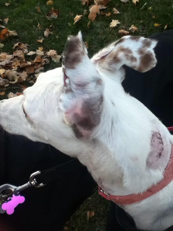 Madison374's tweet photo. It's frankendog! http://t.co/1cOP6y55