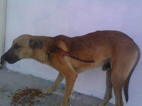 KNProyect's tweet photo. Urge hogar temporal para este perrito que fue lastimado por un hombre sin sentimientos #cdvictoria http://t.co/k9or2myP