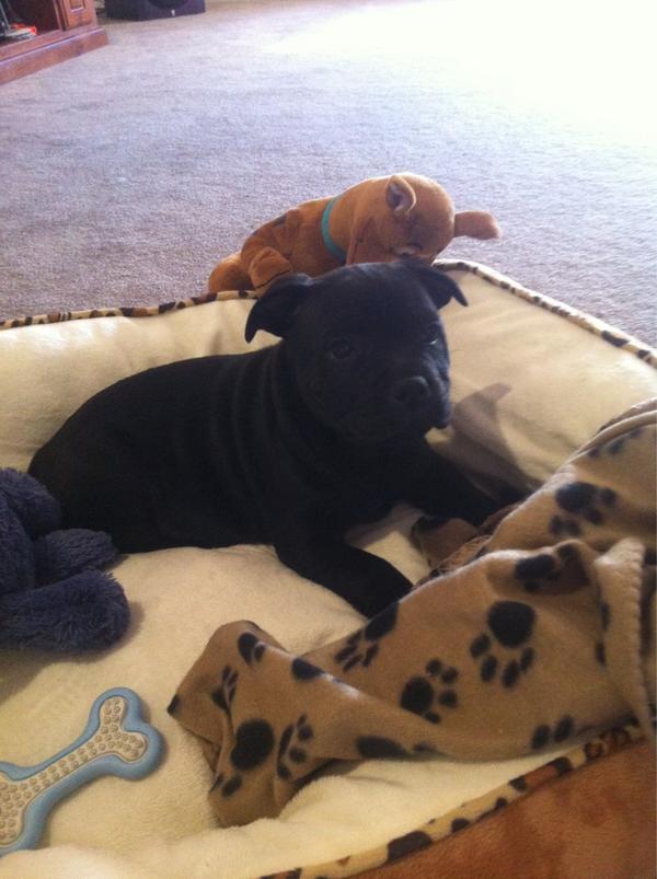 Mezzie_A's tweet photo. Our new lil man Jett! Welcome buddy http://t.co/eIIC85Ng