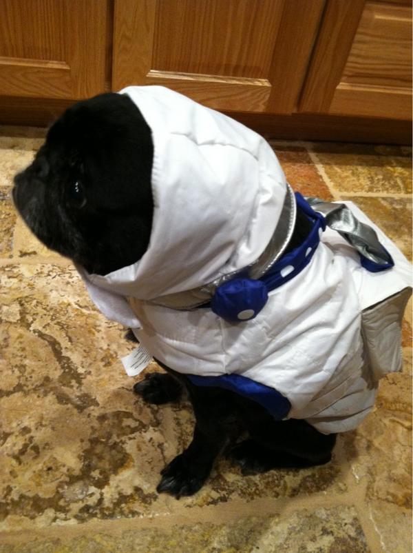 heccabamilton's tweet image. #firstdogonthemoon