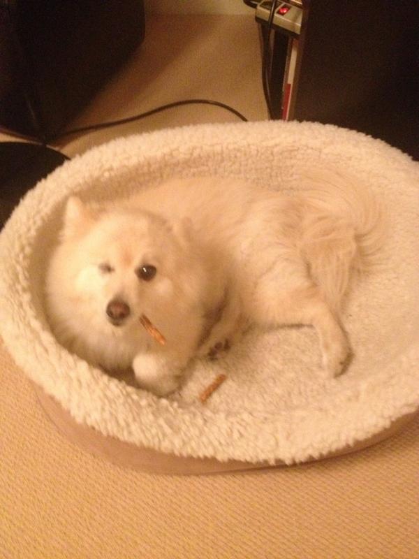 TimbitTheDog tweet picture