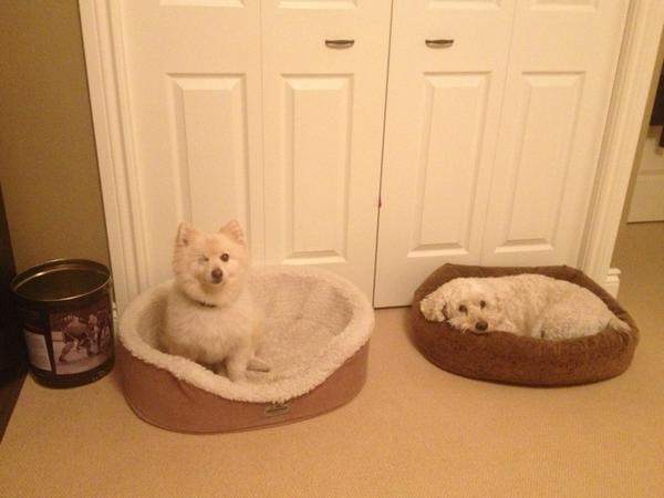 TimbitTheDog tweet picture
