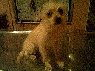 KNProyect's tweet photo. En adopcion esta hermosa perrita, hembra de aprox. 7 meses. Extremadamente cariñosa #cdvictoria http://t.co/DtyvGXb0