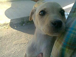 KNProyect's tweet photo. En adopcion cachorro 3 meses raza unica #cdvictoria http://t.co/Mh5aHYY7