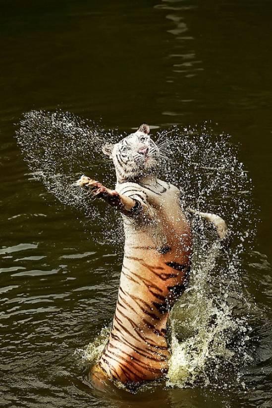 KaptanHindustan's tweet image. They said I could become anything so I became the first Water Ballerina Tiger.