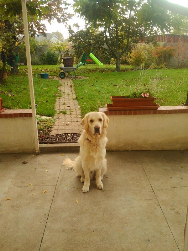 Quentin_Mnt's tweet image. Ça fait 5min que mon chien est comme ça et qu'il ne bouge pas.. #Standbye