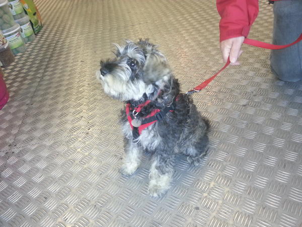 WolfitPetShop's tweet photo. Meet Pepper. 3 months old and cute as a button. @WolfitPetShop favourite new puppy. http://t.co/z9i1XdbS