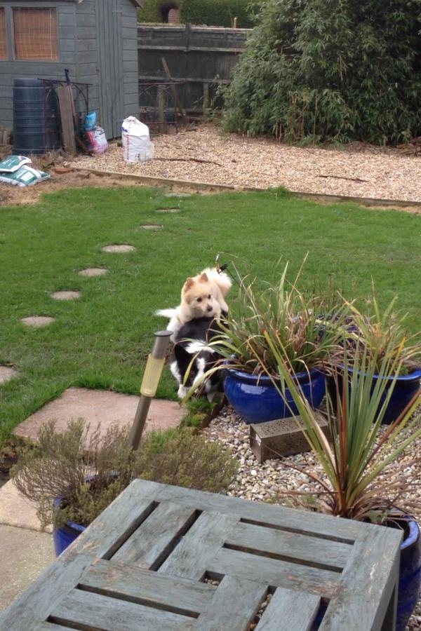 ThePomPup's tweet image. My owner says I've been a bit horny recently.. But I don't see the problem #woof #pomproblems #doggystyle