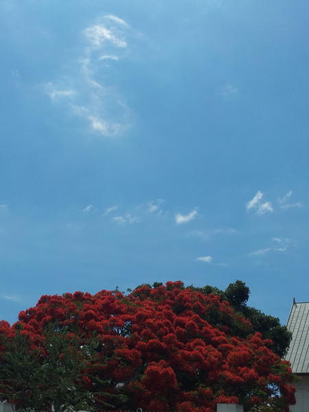 LaSource974's tweet photo. #LaReunion.bleu ciel et rouge flamboyant à #SaintPaul http://t.co/Fr6JjNNp