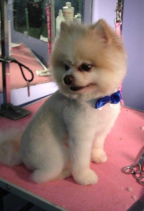 Poochini's Pet Salon (poochinissalon) Twitter