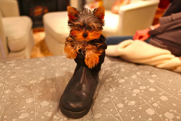 Rosie's tweet photo. just me the cutest puppy in the world ... and shes mine - here she is in blakes ugg #binkyrules http://t.co/COw3SYUy