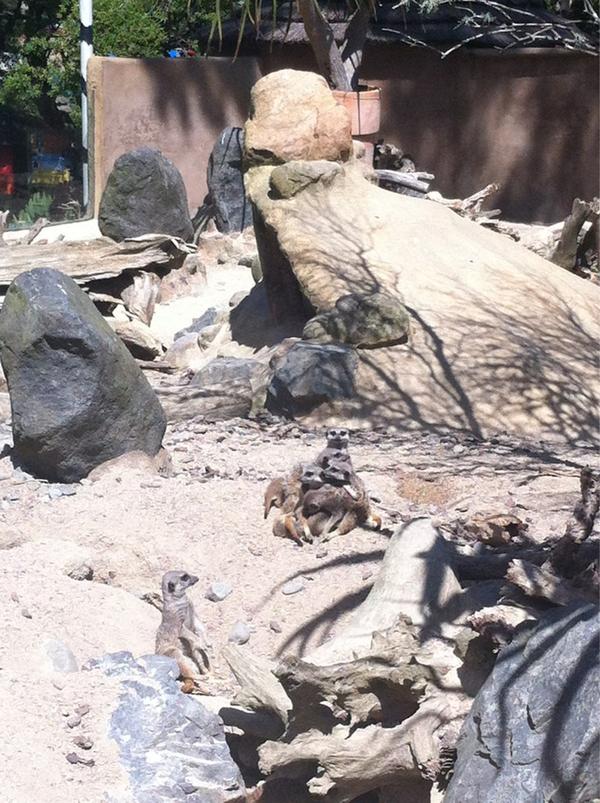 FlatEarthNZ's tweet photo. It's a meerkat cuddle puddle! @WellingtonZoo http://t.co/FxEIP8PM