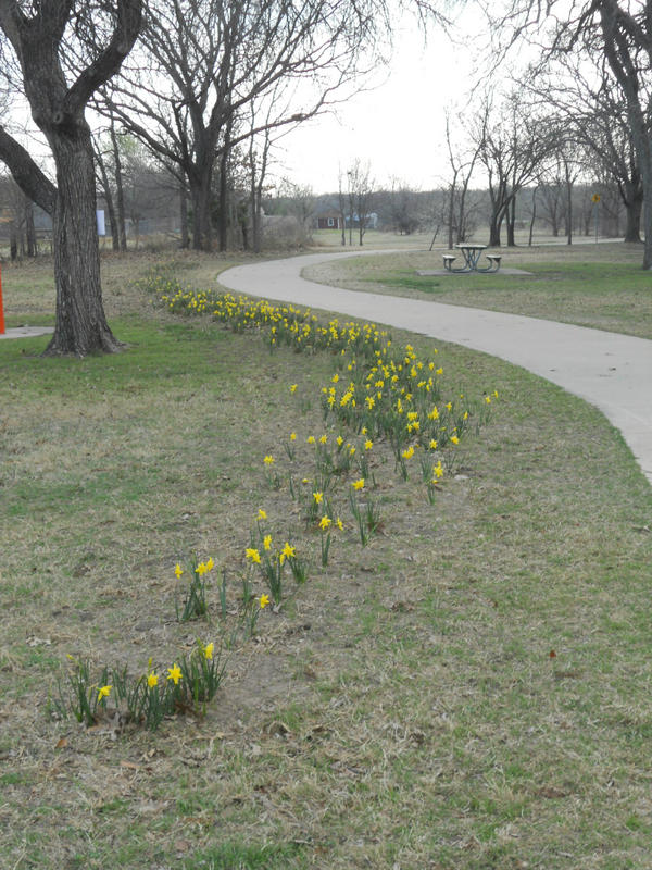 StreamsValleys's tweet photo. You're invited, #FortWorth! Come join us from 10am-12pm TOMORROW for daffodil planting near the Tilley Bridge. http://t.co/TtSsSUBx