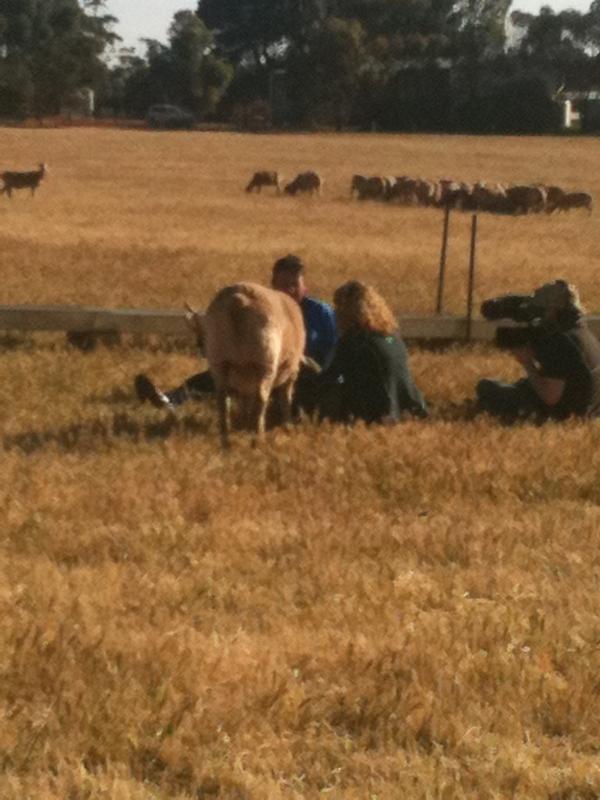 Phil &amp; <a href="/katehumble/">Kate Humble</a> talking about what we do that's so different. Happy flocks tender chops! #SAfood #ClareValley