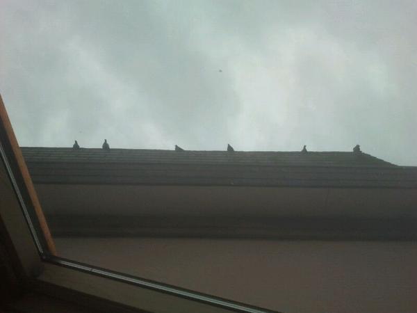 Benoitdx9's tweet image. Même les pigeons viennent espionner Jahta qui joue à #Bo2 ! Hahaha