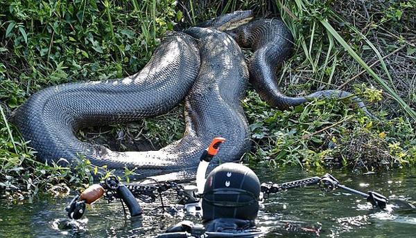 Kuliner Pati Na Twitteru Ular Terbesar Di Dunia Anaconda