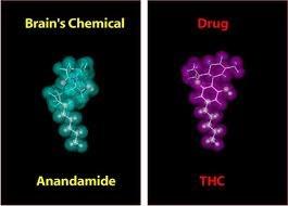 CannabisFAQ tweet picture