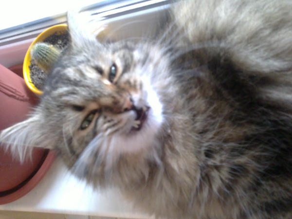 CatTimofey's tweet image. Неделя была длинной.моя непутевая младшая хозяйка искала работу,у ноуту не подпускала!!((
Злюсь на нее..фррр