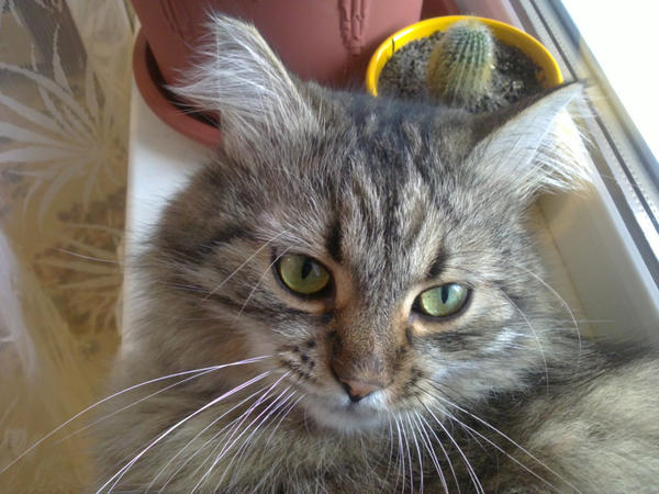 CatTimofey's tweet image. Кто усатая наглая морда?Я усатая наглая морда?Нет,конечно)