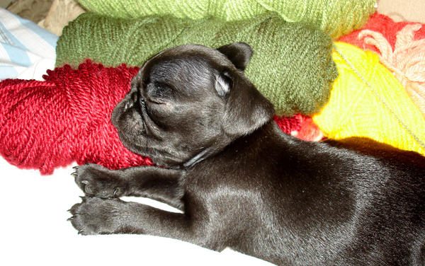 lesleeschaffer's tweet photo. It is hard to make my crafts when the puppies won't stay out of my yarn. http://t.co/ZoTd55vf