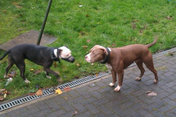 tam_corrigan's tweet photo. Isis &amp; Boris http://t.co/jZRbOVGq