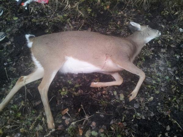 HuntingDaily's tweet photo. @SirenaWaterWear uh..I shot this doe this morning! So. I have that..right? http://t.co/WmqU5eEi