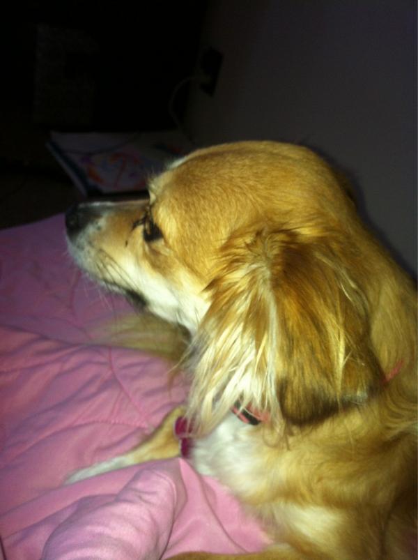 andrewcasale's tweet photo. @beffuhknee @attackbrooke heehee look at her http://t.co/bE18b6wd