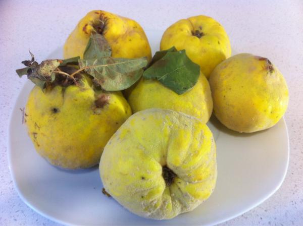 CeNDieF's tweet image. #Codonys #Membrillo #Quince , otra fruta de temporada para consumir horneada.